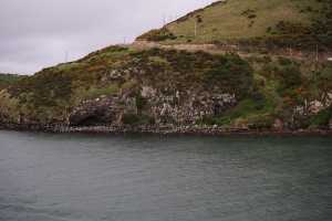 HARINGTON-POINT-DUNEDIN (29)